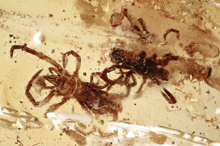 Two Unusual Fossil Mites (Acari) in Baltic Amber #357917